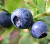 Bilberry Extract/antho...