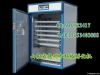 chicken automatic egg ...