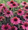 Echinacea Purpurea *****