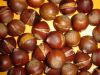 roasted chestnut
