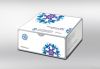 GenoQuant HBV Real-time PCR Test Kit