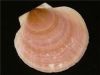 Bay of Fundy Scallop S...