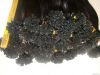 U tip virgin Remy hair extension