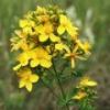 St.John Wort Extract
