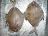 fresh frozen black pomfret
