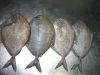 fresh frozen black pomfret