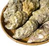 Pacific Oysters--vario...