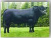 Aberdeen Angus