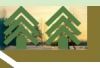 Plywood, export, venee...