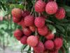 fresh lychee