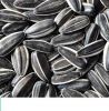sunflower seeds5009
