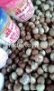 betel nuts