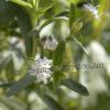 Stevia leaf extract po...