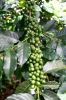 Export Arabica Coffee ...