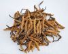 Cordyceps Sinensis