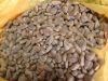 Raw pine nuts, Pinus k...