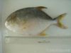 Golden pomfret