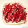 Chilli