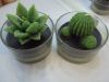 cactus plant flower paraffin wax candle with cement candle holder