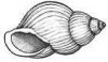 shell of snail, cassav...