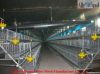 cages for chickens