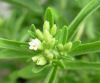 Stevia Extract