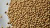 Soya Beans