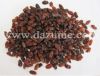 Sultana Raisin