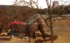 Animatronic Dinosaur M...