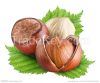 Raw Hazelnut in Shell