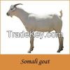 Goat/Ship Skin from So...