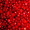 Lingonberry Anthocyanin