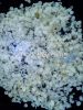 Organic Hemp Seed Dehu...