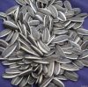 2012 sunflower seeds 5009 market price