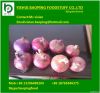 fresh red onion