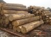 oak, ash, beech timber...