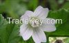 Althaea officinalis Ex...