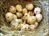 Quail & Quail Eggs
