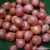 Red onion