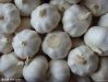 Fresh Chinese Garlic