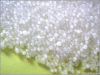 Caustic Soda
