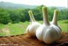 fresh garlic