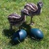 Emu Birds, Emu Chicks,...