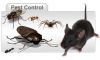 Termite Control, Termi...