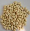 blanched peanut kernel