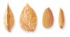 Almond Supplier | Almond Exporter | Almond Manufacturer| Almond Trader | Almond Buyer | Almond Importers | Import Almond