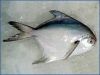 Silver Pomfret Fish