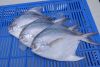 Silver Pomfret Fish