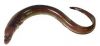 Conger Eel Fish