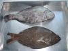 Indian Halibut Fish